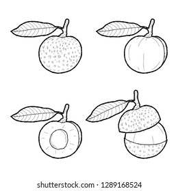 Longan Vector Illustration Hand Drawn Fruit Cartoon Art