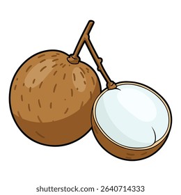 Longan vector illustration, simple design