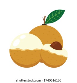 Vector de longan. Longan sobre fondo blanco.