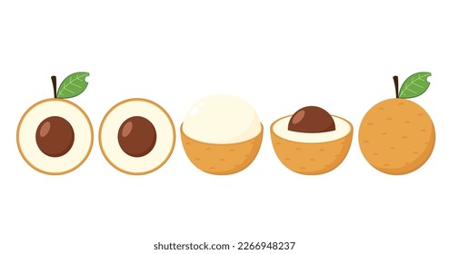 Longan vector. Summer tropical fruits for healthy lifestyle. Longan fruit. Vector illustration cartoon flat icon isolated on white.