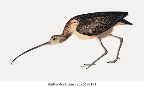 Long-billed curlew bird sticker, vector bird animal element. Vintage bird animal art drawing illustration, old painting art print vector. Isolated vintage animal illustration.