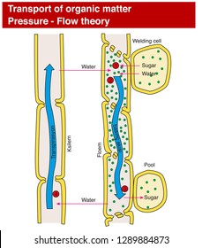 Long-distance transport of nutrients in xylem and phloem