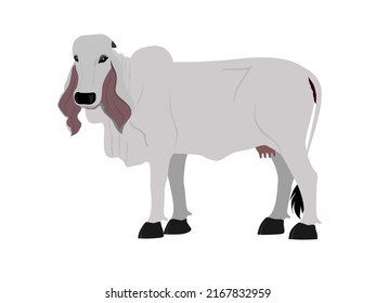 709 Long ears cow Images, Stock Photos & Vectors | Shutterstock