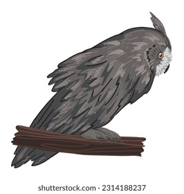Long-eared owl clipart in cartoon style. Realistic colored drawing of nocturnal bird wild animal. Vector illustration isolated on white background.