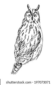 Long-eared Owl. Vector illustration