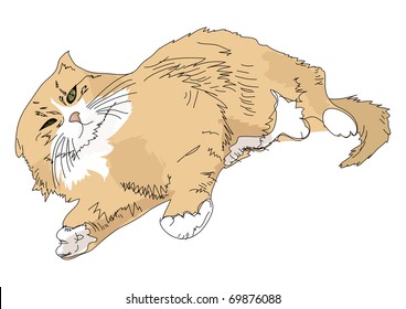 long  haired cat vector
