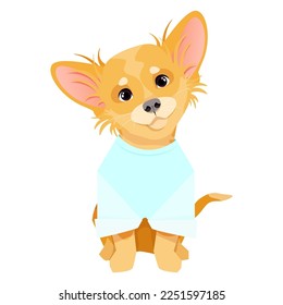 Long-haired small dog of the Chihuahua breed in a blue T-shirt