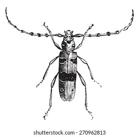 Longhorn beetle Alpine, vintage engraved illustration. Natural History of Animals, 1880.
