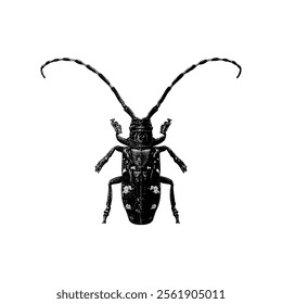 Longhorn Beetle hand drawing vector isolated on white background.