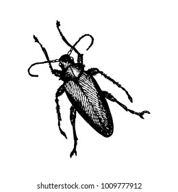 Longhorn Beetle Icon Painted a White Gel Pen on White Background