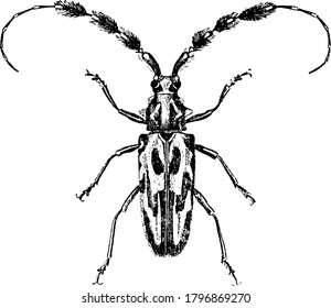 Longhorn Beetle, the Lophonocerus Barbicornus species, have four bright and large oval shaped markings, on their body and distinct eyes and antenna, vintage line drawing or engraving illustration.