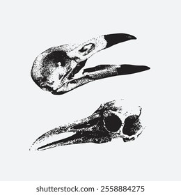 Longhorn bird skull with halftone stipple effect, for grunge punk collage design.  illustration in grainy photocopy texture