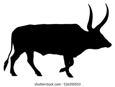 Longhorn Bull Or Watusi On White Background. Silhouette.