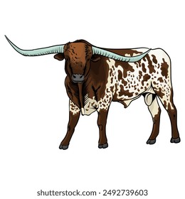 longhorn cattle on a separate white background-2