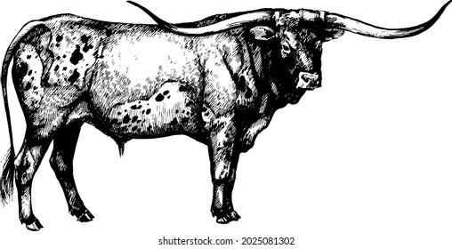 longhorn cow bull graphic vector illustration