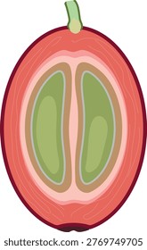 Longitudinal cross section of a coffee cherry (Coffea Arabica) showing two internal beans. Botanical diagram of coffee fruit structure