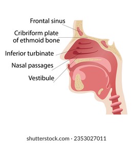 Longitudinal section of the diagram of the anatomy of the human nose