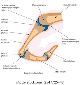 Uma seção longitudinal de um dedo flexionado, ilustrando o alinhamento das dobras de flexão com as articulações correspondentes