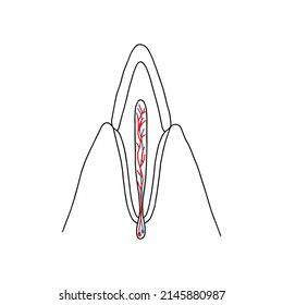 Longitudinal section of a human canine tooth. Human anatomy vector, outline illustration.