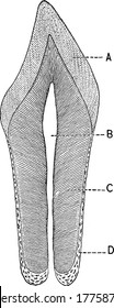 Una sección longitudinal de un diente humano, con las partes etiquetadas como, A, B, C y D, que representan, esmalte, cavidad de pulpa, cemento y dentina, respectivamente, dibujo de línea vintage o ilustración de grabado.