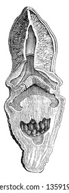 Longitudinal section of the Hydnora africana. It has a fleshy peachy-orange flower that emerges from the ground after a heavy rainfall. It is parasitic plant growing in deserts, vintage line drawing.