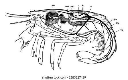 Longitudinal section of lobster showing some of the organs, vintage line drawing or engraving illustration.