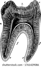 Longitudinal section of a molar tooth, with its parts labelled as, k, n, f, e, d, c, p, representing, crown, neck, fangs, enamel, dentine, cement and pulp cavity, respectively, vintage line drawing