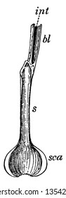 Longitudinal section of an onion leaf. sca, thickened base of leaf, forming a bulb-scale; s, thin sheath of leaf; bl, blade of leaf; int, hollow interior of blade. -Bergen, 1896, vintage 