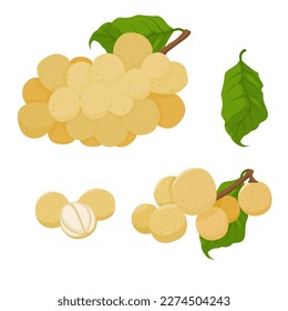 Longkong exotic fruit vector illustration, Botanical design of tropical Lansium parasiticum langsat.