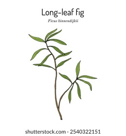 Higo de hoja larga (Ficus binnendijkii Alii), planta ornamental. Ilustración vectorial botánica dibujada a mano