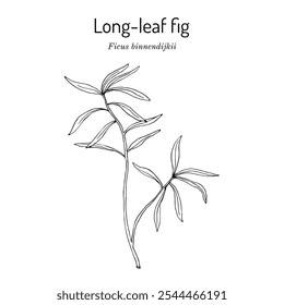 Higo de hoja larga (Ficus binnendijkii Alii), planta ornamental. Ilustración vectorial botánica dibujada a mano