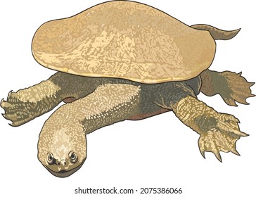 Longneck turtle drawing, exotic, art.illustration, vector