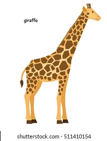 Long-necked spotted giraffe with short tail