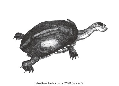 Long-necked turtle (Chelodina longicollis). Doodle sketch. Vintage vector illustration.