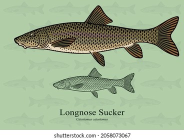 Longnose Sucker. Vector illustration with refined details and optimized stroke that allows the image to be used in small sizes (in packaging design, decoration, educational graphics, etc.)