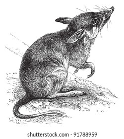 Long-nosed Bandicoot (Perameles nasuta) / vintage illustration from Meyers Konversations-Lexikon 1897