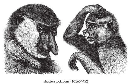 Long-nosed monkey (Nasalis larvatus), male left and female right / vintage illustration from Brockhaus Konversations-Lexikon 1908