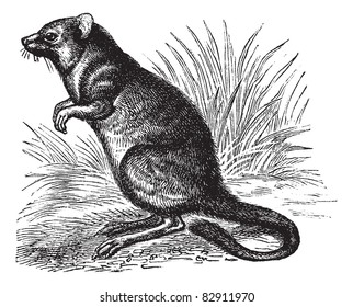 Long-nosed Potoroo or Potorous tridactylus, vintage engraving. Old engraved illustration of Long-nosed Potoroo in the meadow. Trousset encyclopedia (1886 - 1891).