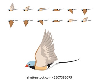 Long-tailed Finch Bird Flying Animation Sequence Cartoon Vector