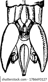 The long-tailed ichneumon, Thalessa lunator, tip of the abdomen with darker mottled appearance, vintage line drawing or engraving illustration.