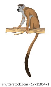 long-tailed macaque or little monkey on branch. Isolated in white background. Vector illustration
