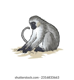 Long-tailed monkey or ape with light hair. African monkey is looking for food on the ground isolated on white background.