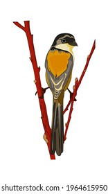 Long-tailed Shrike bird vector illustration image (Lanius schach)