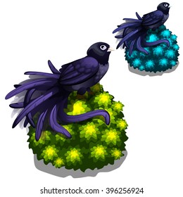 Long-tailed Widowbird (Euplectes progne) in the garden. Wildlife. Vector illustration.