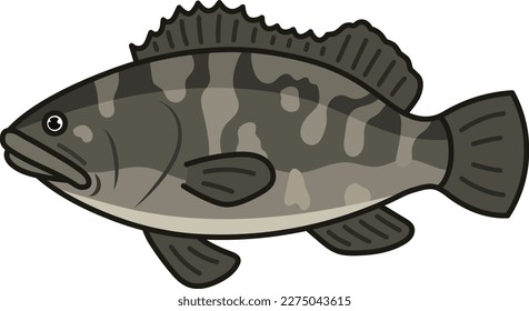 Longtooth grouper isolated vector illustration.