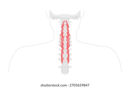 Longus colli - Deep cervical muscle depicted in anatomy, flexes neck and assists rotation, essential for spine support and education
