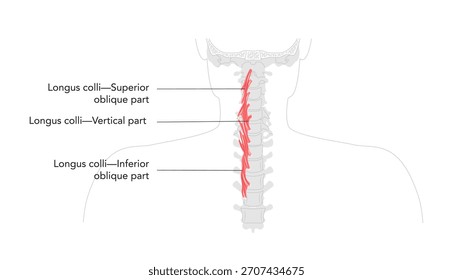 Longus colli - Deep cervical muscle depicted in labeled anatomy, flexes neck and assists rotation, essential for spine support and education