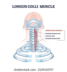 Longus Colli Muscle With Superior, Vertical And Inferior Part Outline Diagram. Labeled Educational Human Neck Skeletal And Muscular Anatomy Description Vector Illustration. Medical Oblique Model.