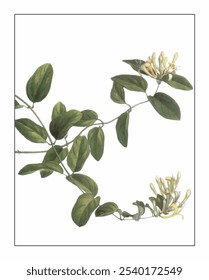 Lonicera dasystyla, hand-painted floral and botanical painting, hand-painted herbal painting, natural herbs.