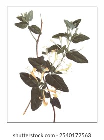 Lonicera japonica, hand-painted floral and botanical painting, hand-painted herbal painting, natural herbs.